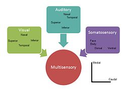 Example of how visual, auditory and somatosensory information merge into multisensory integration representation in the superior colliculus