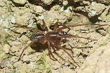 Species specimen