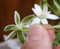 Ornithogalum umbellatum