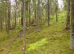 Åsgropens branta sluttning