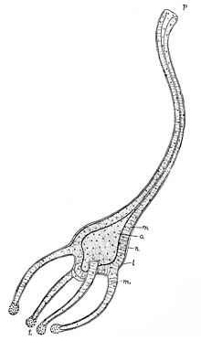 "Cunina octonaria" hatched hydra