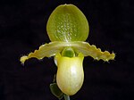 Paphiopedilum primulinum