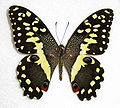 Citrus swallowtail, P. demodocus