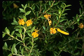 Цветущая Persoonia oxycoccoides (Австралийские национальные ботанические сады, Канберра)