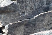 Hohokam Petroglyph.