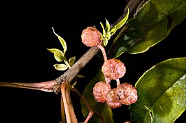 Fruits à maturation.