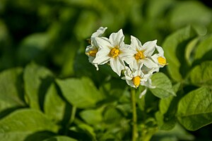 Photographie des fleurs de pomme de terre