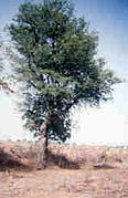 Ghaf trees (Prosopis cineraria)