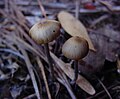 Psilocybe atlantis