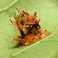 Larvae remains of Acharia stimulea