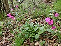 Silene dioica