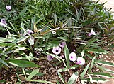 고구마, Ipomoea batatas, Maui Nui Botanical Garden