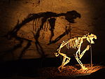 Upright reconstruction of a Thylacoleo skeleton inside Naracoorte Caves, its shadow cast against the cave wall