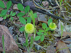 Trèfle jaune Trifolium campestre