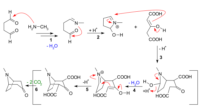 Tropinone synthesis