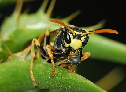 European paper wasp, by Alvesgaspar