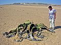 Fotografie comparativă a mărimii unei plante (Welwitschie din Namibia)