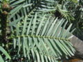 Wollemi Pine