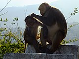 モンキー・テンプルの異名を持つほどサルが多い。