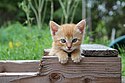 A posing kitten (Flickr).jpg