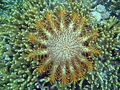 Acanthaster « solaris », typique du Pacifique (ici à Guam).