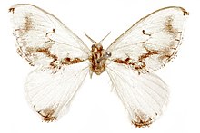 A white moth with a brown body, with brown lines around the wings and horizontally from the body