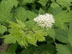 Actaea spicata.