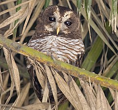 Chouette africaine (Strix woodfordii).