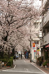 Street with cherry blossoms along the Meguro River, Aobadai 1-Chōme