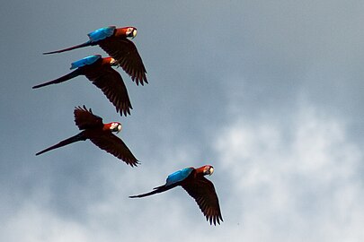Four wild green-winged macaws flying in Peru