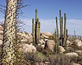 Image 21Flora of Baja California desert, Cataviña region, Mexico (from Ecosystem)