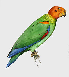 Description de l'image Bald parrot.JPG.