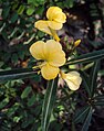 Barleria lupulina