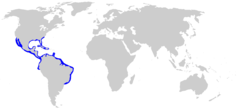 Distribuição do tubarão-de-pala no Oceano Pacífico e Oceano Atlântico