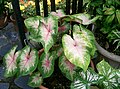 Caladium.