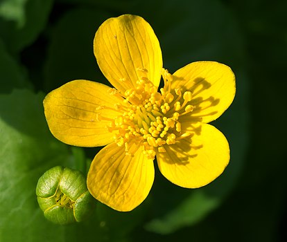 Мочварна каљужница (Caltha palustris)