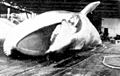 A finback whale caught circa 1912