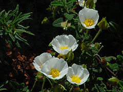 Ciste à feuilles de Sauge Cistus salviifolius