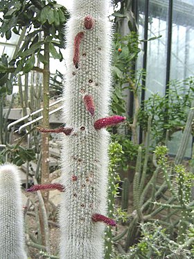 Cleistocactus strausii