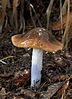 The mushroom Cortinarius vanduzerensis