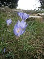 Crocus speciosus