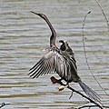 Anhinga melanogaster (sušenje perja)