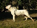 Dogo argentino