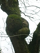 Un broussin sur un frêne, Stewarton, Ayrshire, Écosse.