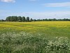 Castor Flood Meadows