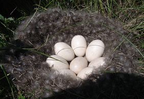 Nest lined with feathers