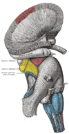 Tronco encefalico