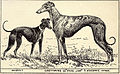 Comparatif de taille entre whippet (♂) et greyhound (♀).