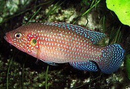 Хемихромис-красавец (Hemichromis bimaculatus)