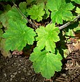 Heuchera maxima